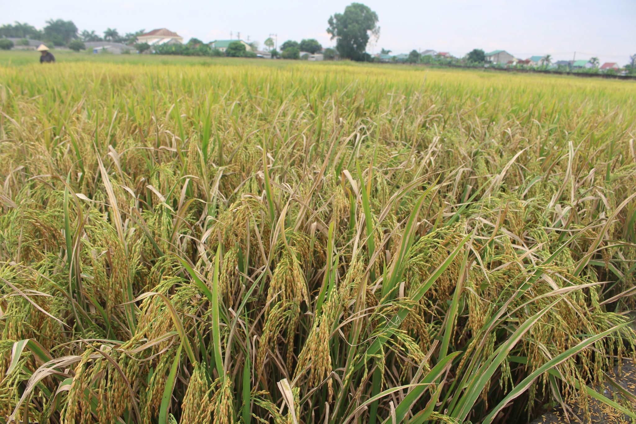 Xem chi tiết