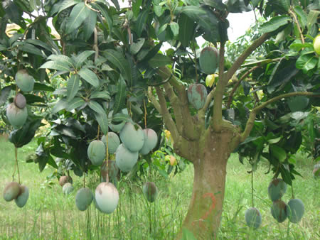 Xem chi tiết