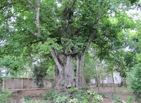 Xem chi tiết