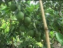 Tự hào là đảng viên – Chào mừng Đại hội Đảng bộ Viện Khoa học Kỹ thuật Nông nghiệp Bắc Trung Bộ 