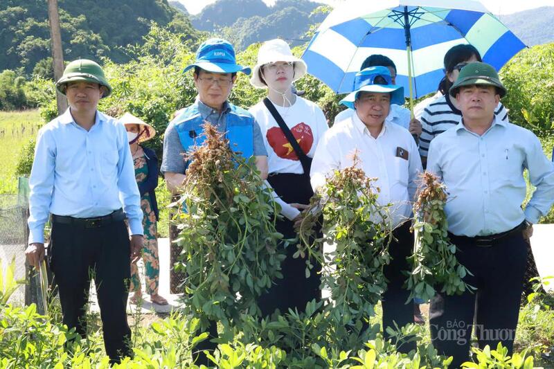 Cải tiến giống lạc mới, cơ hội cho người dân thoát nghèo