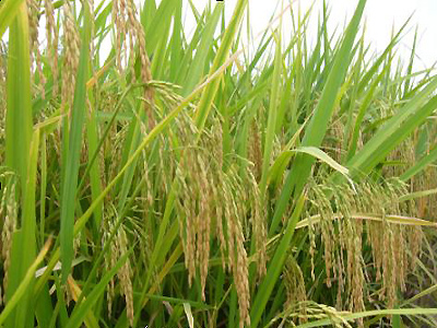 Xem chi tiết