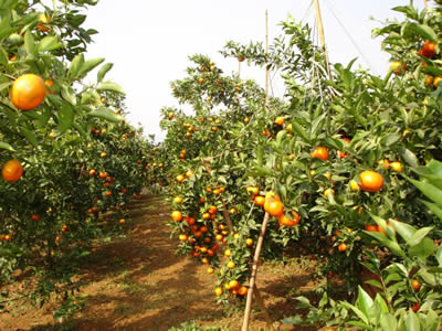 Xem chi tiết